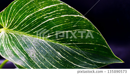 Close-up of Philodendron Birkin leaves against a black background 05 Close-up of Philodendron Birkin leaves against a black background 05 135890573