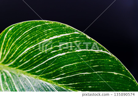 黑底下柏樹（Philodendron Birkin）葉片的特寫 06 135890574
