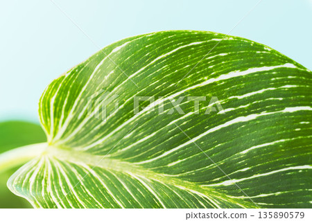Close-up of Philodendron Birkin leaves against a blue background 04 135890579