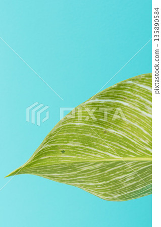 Close-up of Philodendron Birkin leaves against a blue background 09 Close-up of Philodendron Birkin leaves against a blue background 09 135890584