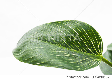 Close-up of Philodendron Birkin leaves on a white background 03 Close-up of Philodendron Birkin leaves on a white background 03 135890587
