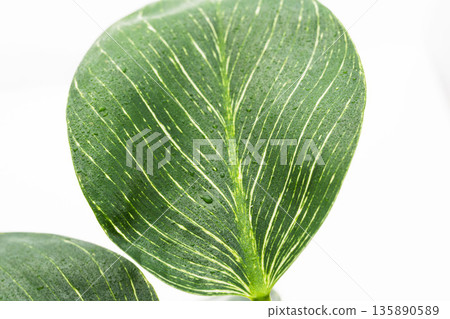 Close-up of Philodendron Birkin leaves on a white background 05 135890589