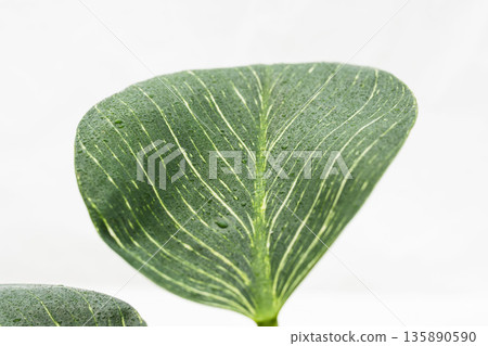 Close-up of Philodendron Birkin leaves on a white background 06 Close-up of Philodendron Birkin leaves on a white background 06 135890590