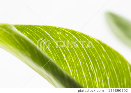 Close-up of Philodendron Birkin leaves on a white background 08 Close-up of Philodendron Birkin leaves on a white background 08 135890592