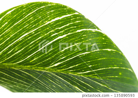 Close-up of Philodendron Birkin leaves on a white background 09 Close-up of Philodendron Birkin leaves on a white background 09 135890593