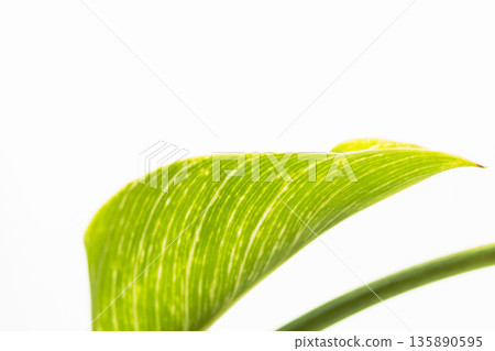 Close-up of Philodendron Birkin leaves on a white background 11 Close-up of Philodendron Birkin leaves on a white background 11 135890595