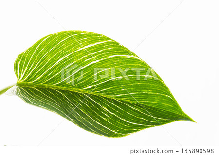 Close-up of Philodendron Birkin leaves on a white background 14 Close-up of Philodendron Birkin leaves on a white background 14 135890598