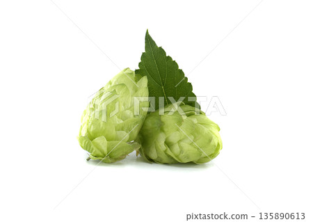 Fresh green hops with a leaf, perfect for brewing beer and showing natural elements. 135890613
