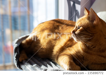 Tranquil indoor scene featuring goldenhued cat resting comfortably during sunset Tranquil indoor scene featuring goldenhued cat resting comfortably during sunset 135890772