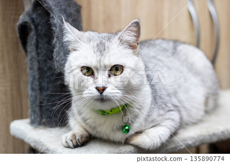 Profile image capturing tranquil silver cat seated on tree with green bell collar in indoor setting Profile image capturing tranquil silver cat seated on tree with green bell collar in indoor setting 135890774