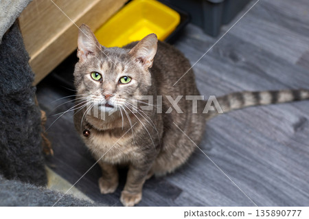 Gray cat with alert expression, Domestic brown tabby cat with attentive look and vibrant eyes 135890777
