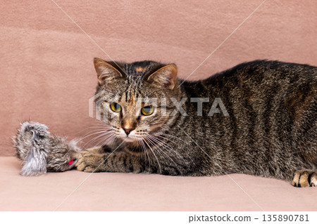Vibrant image capturing lively cat practicing hunting skills indoors during fun time Vibrant image capturing lively cat practicing hunting skills indoors during fun time 135890781