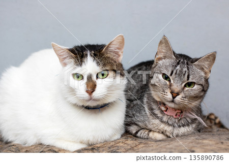 Cats share tender bond, Feline companions relax together displaying mutual affection 135890786