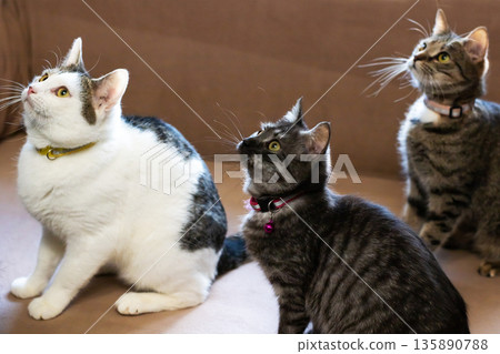 Three cats with colorful collars, Playful cats with vibrant collars in shelter environment Three cats with colorful collars, Playful cats with vibrant collars in shelter environment 135890788