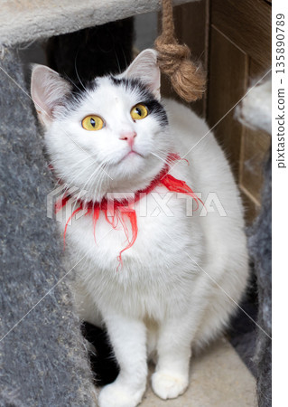 Charming pet image showcasing playful feline with vivid yellow eyes and lively costume details Charming pet image showcasing playful feline with vivid yellow eyes and lively costume details 135890789