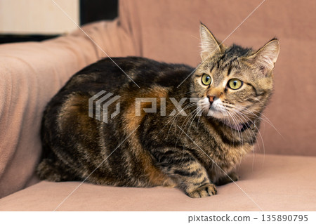 Contented tortoiseshell cat peacefully snoozing in sunny spot on plush cushion at home Contented tortoiseshell cat peacefully snoozing in sunny spot on plush cushion at home 135890795