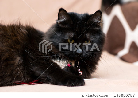 Tranquil black cat lying undisturbed on soft surface within peaceful household surroundings 135890798