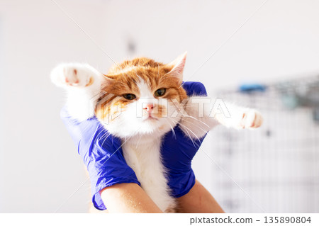 Quick action team performs urgent health evaluation on stressed feline during shelter rescue Quick action team performs urgent health evaluation on stressed feline during shelter rescue 135890804
