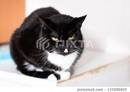 Sleek feline lookout, Silent cat surveys surroundings, Elegant tuxedo cat observes quietly from edge Sleek feline lookout, Silent cat surveys surroundings, Elegant tuxedo cat observes quietly from edge 135890805