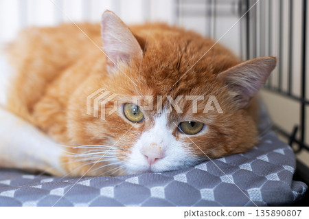 Staff carefully observes orange tabby with watery eyes and matted fur in recovery Staff carefully observes orange tabby with watery eyes and matted fur in recovery 135890807