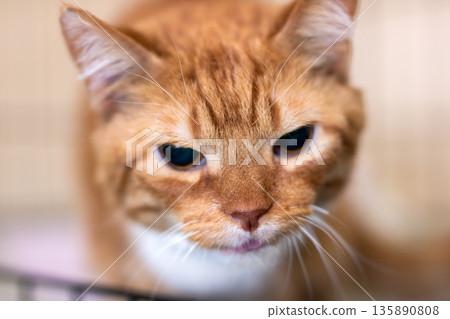 Ambereyed feline awaits loving home, Shelter cat with gentle expression and warm background Ambereyed feline awaits loving home, Shelter cat with gentle expression and warm background 135890808