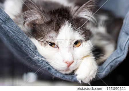 Relaxed longhaired feline peacefully resting in plush surroundings amid sunlight and comfort 135890811