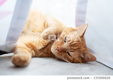 Sunlit feline resting, Tranquil scene of ginger cat relaxing beneath curtain in cozy setting Sunlit feline resting, Tranquil scene of ginger cat relaxing beneath curtain in cozy setting 135890826