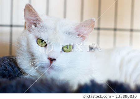 Peaceful cat relaxes peacefully indoors, Contented greeneyed cat reclines on soft blanket indoors Peaceful cat relaxes peacefully indoors, Contented greeneyed cat reclines on soft blanket indoors 135890830