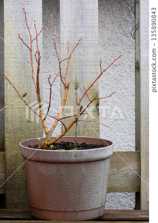 Balcony shrub bathed in winter light, Small potted plant leaning on rustic balcony fence 135890843