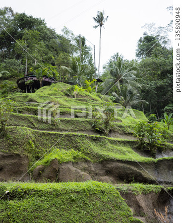 Bali rice terrace 135890948