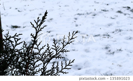 Close-up of evergreen branches against a snowy backdrop. 135891023