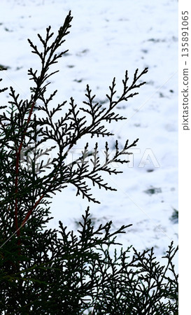 Close-up of evergreen branches against a snowy background. 135891065