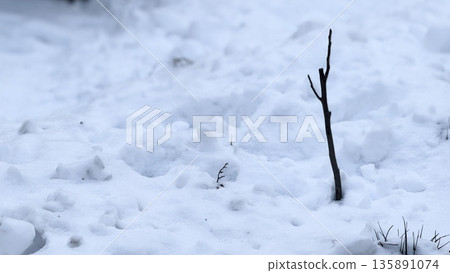 A lone stick emerges from a blanket of snow. A lone stick emerges from a blanket of snow. 135891074
