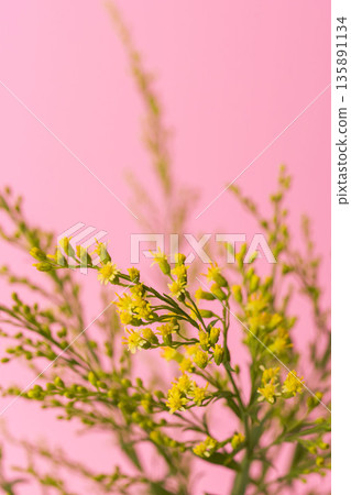 粉紅色背景下金光菊黃色花朵和花蕾的微距攝影 02 135891134