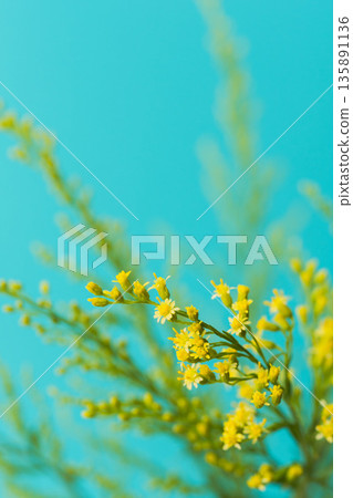 藍色背景下金光菊黃色花朵和花蕾的微距攝影 01 135891136