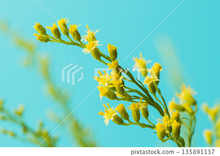 藍色背景下金光菊黃色花朵和花蕾的微距攝影 02 藍色背景下金光菊黃色花朵和花蕾的微距攝影 02 135891137