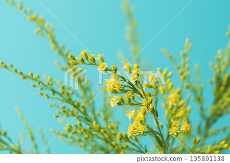 Macro photography of yellow flowers and buds of Solidago against a blue background 03 135891138