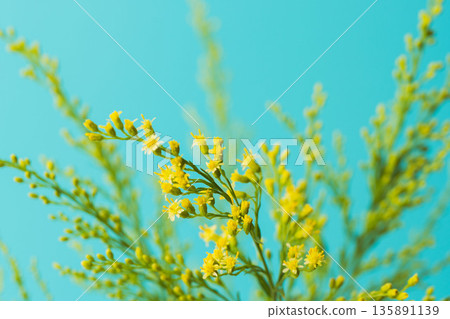 藍色背景下金光菊黃色花朵和花蕾的微距攝影 04 135891139