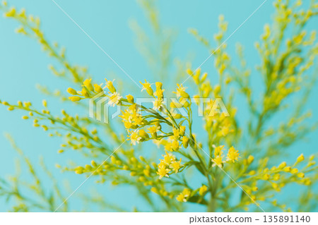 Macro photography of yellow flowers and buds of Solidago against a blue background 05 Macro photography of yellow flowers and buds of Solidago against a blue background 05 135891140