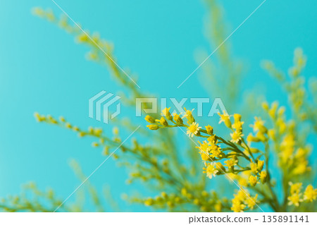 藍色背景下金光菊黃色花朵和花蕾的微距攝影 06 135891141