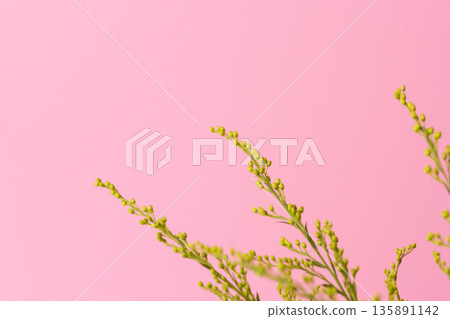 粉紅色背景上的金光菊黃色花蕾微距攝影 04 粉紅色背景上的金光菊黃色花蕾微距攝影 04 135891142