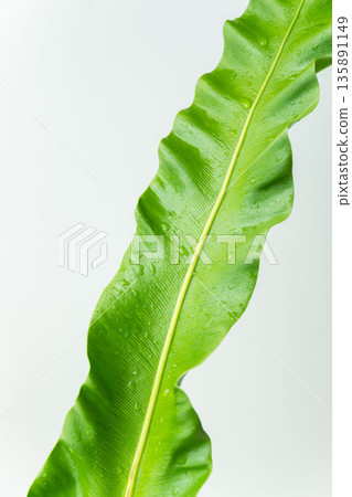 拍攝白色背景上的谷渡葉 03 拍攝白色背景上的谷渡葉 03 135891149