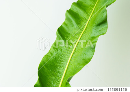 10張白色背景上的谷渡葉照片 10張白色背景上的谷渡葉照片 135891156