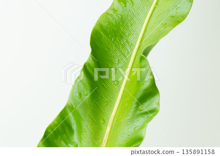 拍攝白色背景上的谷渡葉 12 拍攝白色背景上的谷渡葉 12 135891158
