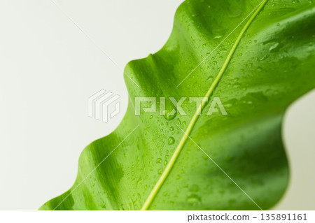 拍攝白色背景上的谷渡葉 15 拍攝白色背景上的谷渡葉 15 135891161