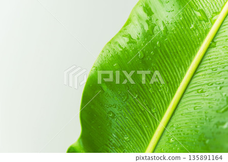 拍攝白色背景上的谷渡葉 18 135891164