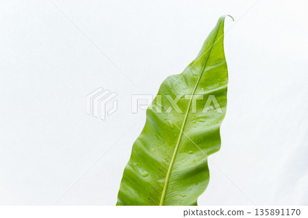 Photographing taniwatari leaves on a white background 24 Photographing taniwatari leaves on a white background 24 135891170