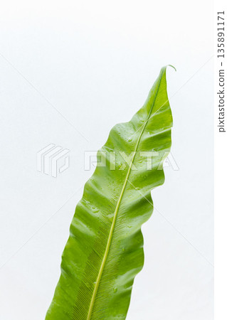 Photographing taniwatari leaves on a white background 25 Photographing taniwatari leaves on a white background 25 135891171