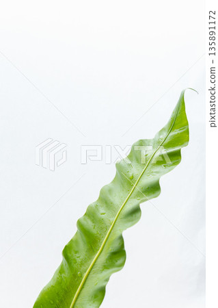 白色背景上的谷渡葉照片 26 白色背景上的谷渡葉照片 26 135891172