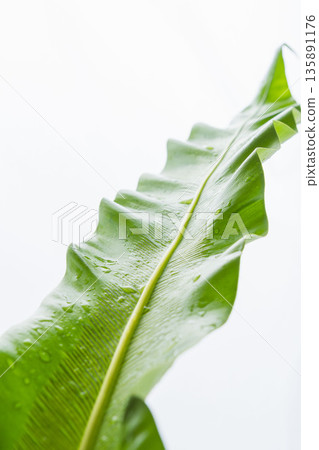 30 photos of taniwatari leaves on a white background 30 photos of taniwatari leaves on a white background 135891176